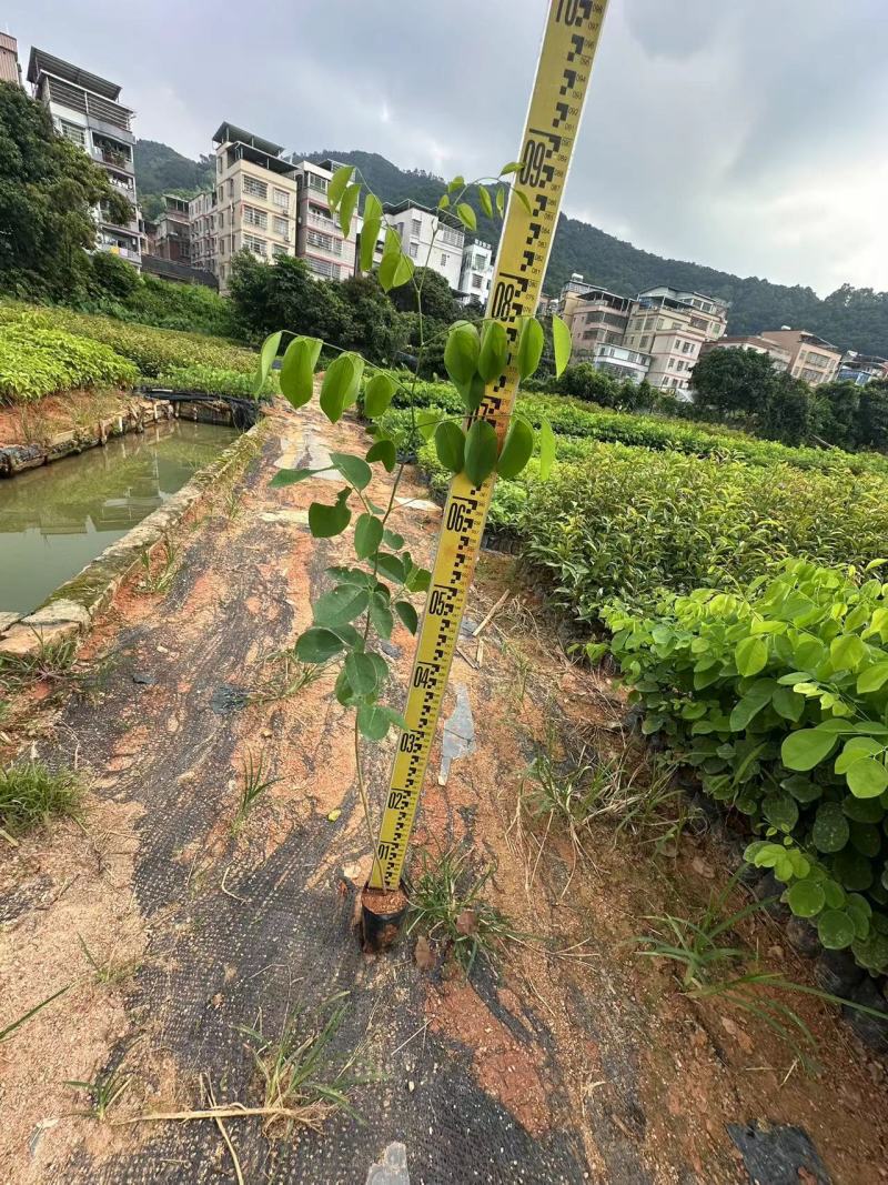 大红酸枝交趾黄檀大红酸枝基地直供量大价格优惠