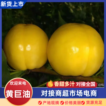 黄巨油精品黄桃黄油桃蒙阴产地直发油桃毛桃品种齐全