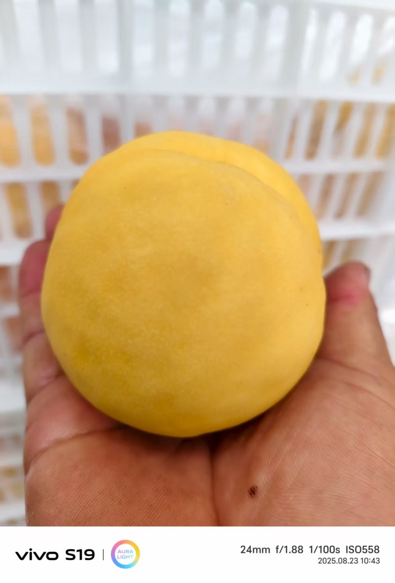 黄巨油精品黄桃黄油桃蒙阴产地直发油桃毛桃品种齐全