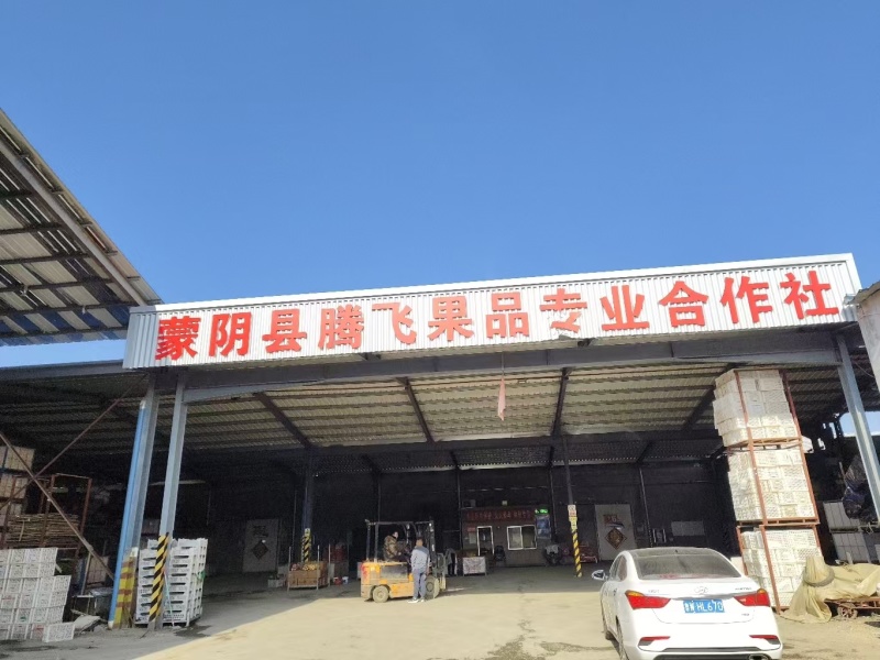 黄巨油精品黄桃黄油桃蒙阴产地直发油桃毛桃品种齐全