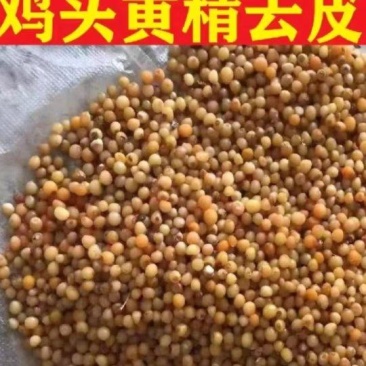 鸡头黄精种子.100元每斤