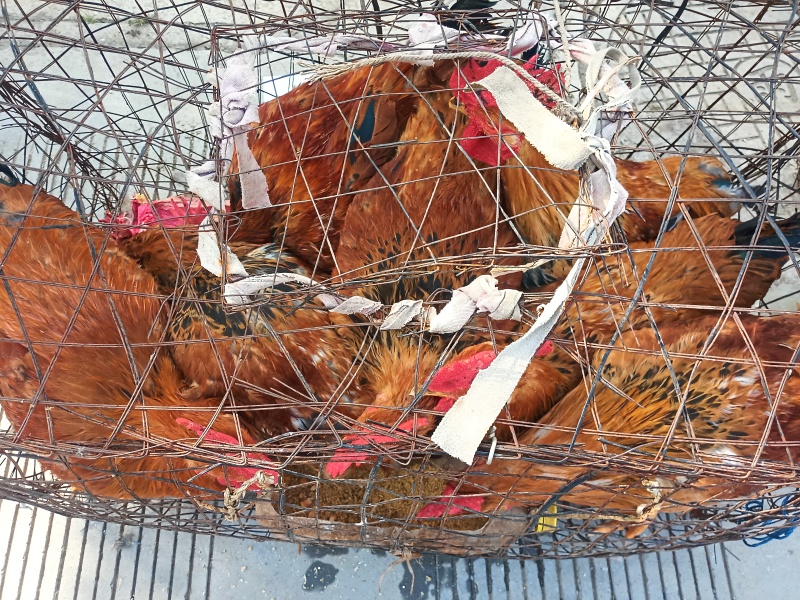 大众肉鸡