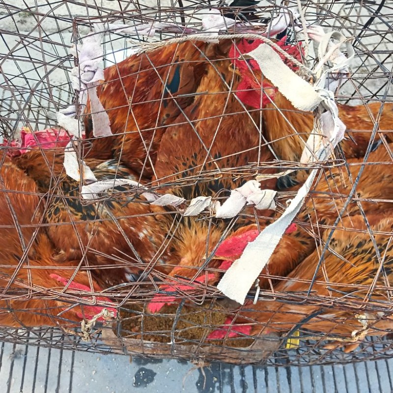 大众肉鸡