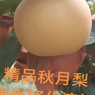 秋月梨
