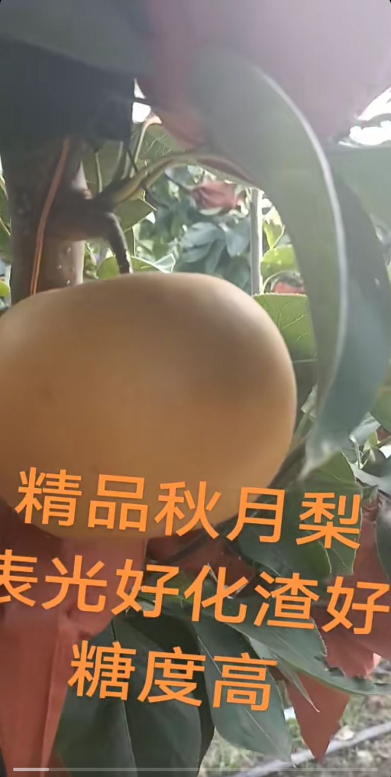 秋月梨