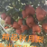 秋月梨