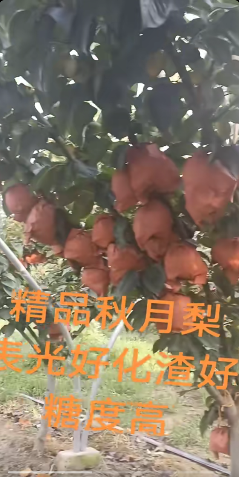 秋月梨