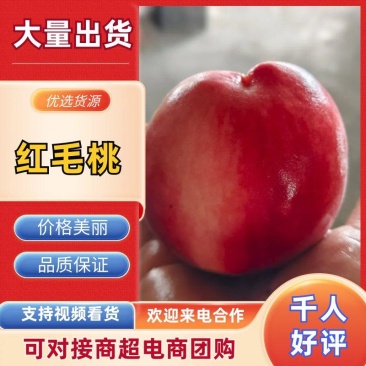 秋彤桃蓬仙七号红毛桃蒙阴蜜桃红桃货源充足可视频看货