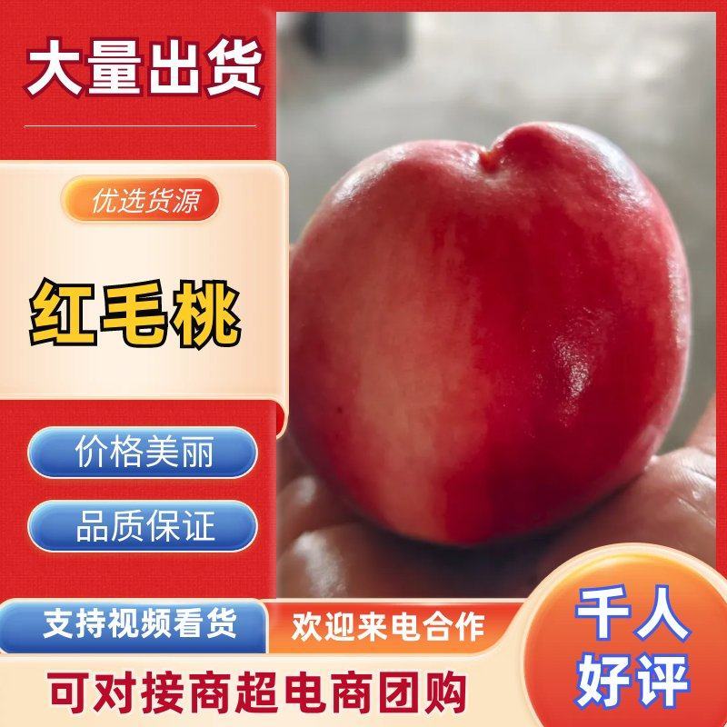 秋彤桃蓬仙七号红毛桃蒙阴蜜桃红桃货源充足可视频看货