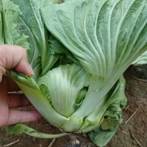 大肉芥菜，肉厚饱满，品质好，适合鲜食或者加工