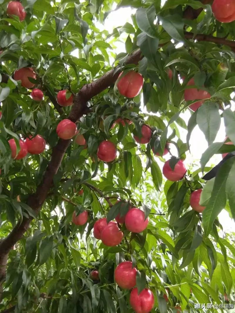秋彤桃蓬仙七号红毛桃蒙阴蜜桃红桃货源充足可视频看货