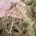 芦笋根苗四季芦笋苗