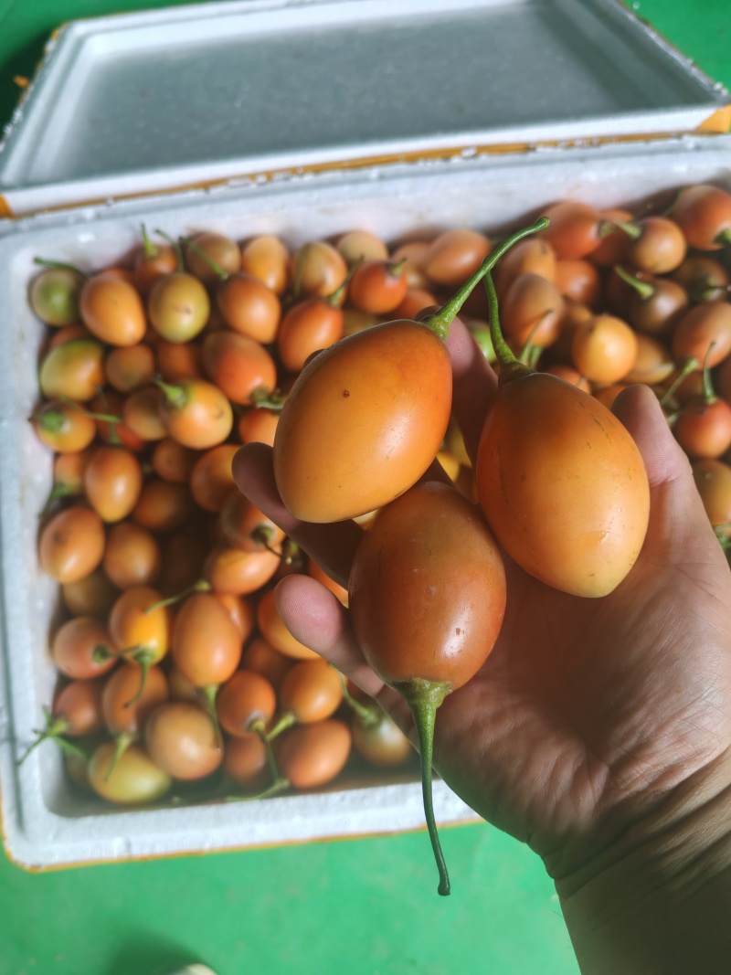 云南大树番茄长期稳定供货产地直发品质保证量大从优