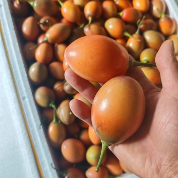 云南大树番茄长期稳定供货产地直发品质保证量大从优