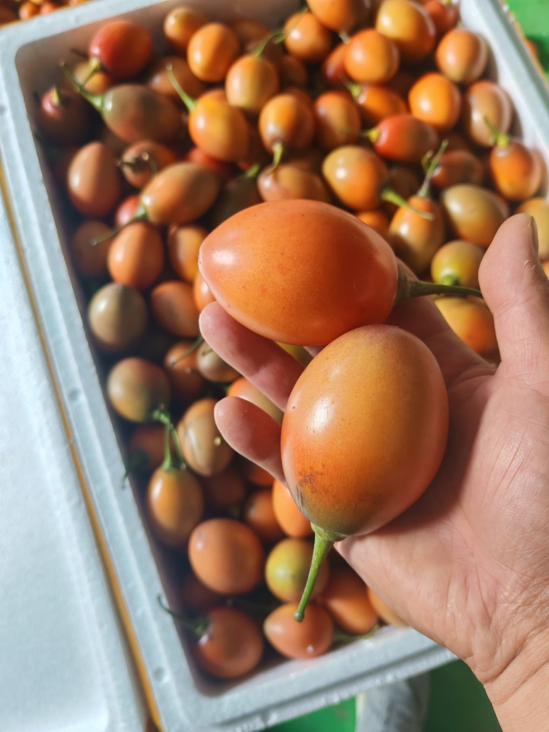 云南大树番茄长期稳定供货产地直发品质保证量大从优