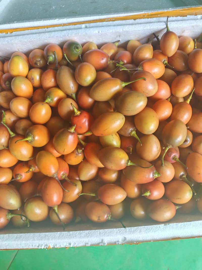 云南大树番茄长期稳定供货产地直发品质保证量大从优