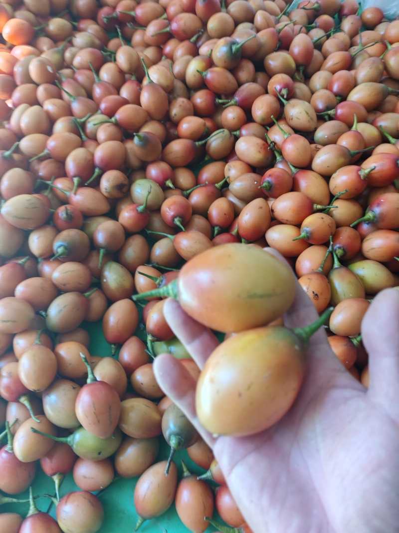 云南大树番茄长期稳定供货产地直发品质保证量大从优