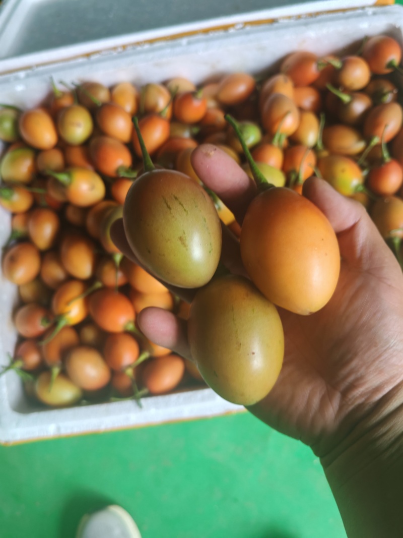 云南大树番茄长期稳定供货产地直发品质保证量大从优
