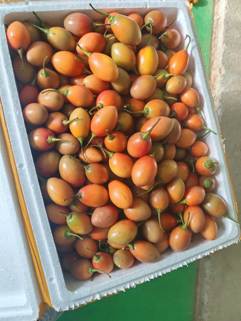 云南大树番茄长期稳定供货产地直发品质保证量大从优