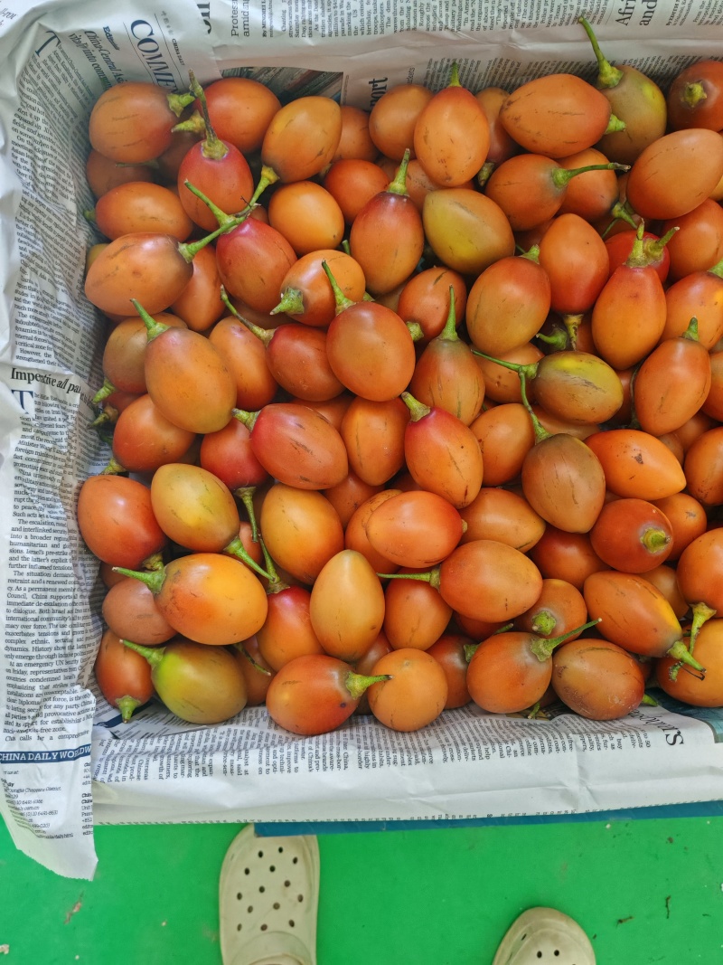 云南大树番茄长期稳定供货产地直发品质保证量大从优