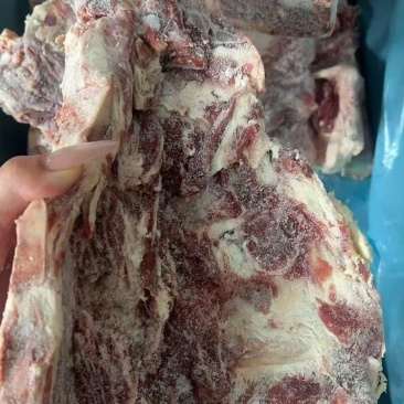 牛腰椎骨