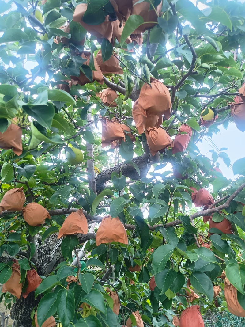 秋月梨产地山东省临沂市费县，一个在7量以上，口感甜无渣