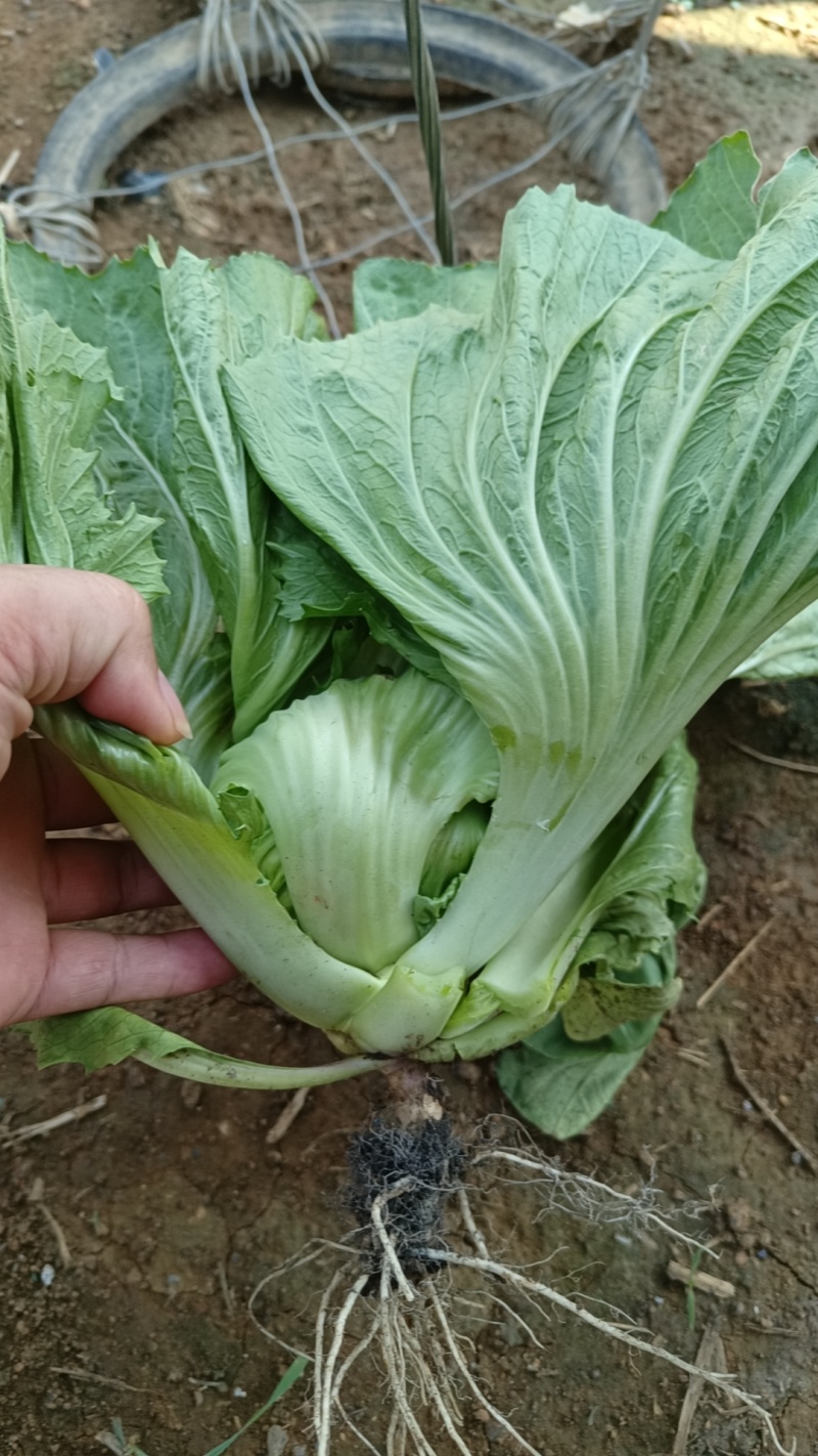 大肉芥菜，肉厚饱满，品质好，适合鲜食或者加工