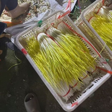 蒜黄开始上量了，需要的小伙伴们快快来