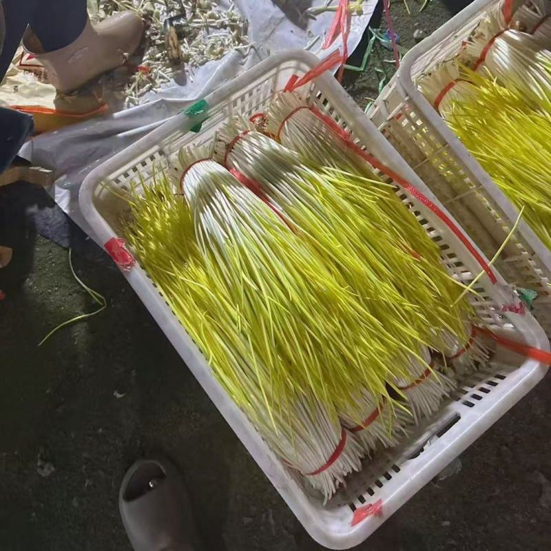 蒜黄开始上量了，需要的小伙伴们快快来