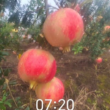 会理突尼斯软籽石榴开始大量上市