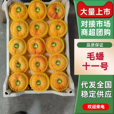 毛蟠11,精品毛蟠桃黄毛蟠山东蒙阴产地直发量大从优