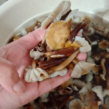 新榛蘑头茬品质嘎嘎好