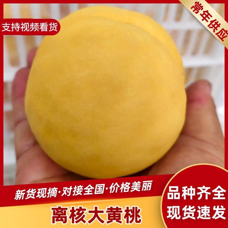 【精品黄桃】蒙阴离核大黄桃对接全国市场电商黄桃红桃