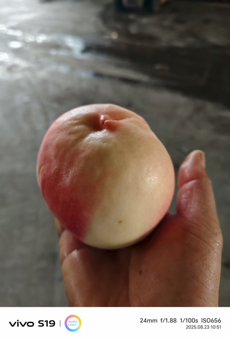 【精品黄桃】蒙阴离核大黄桃对接全国市场电商黄桃红桃