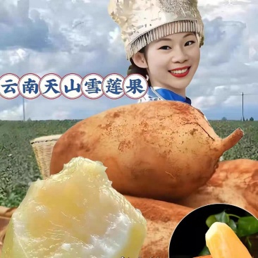 《雪莲果》天山雪莲果/高原产地/口感好/供应电商团购批发