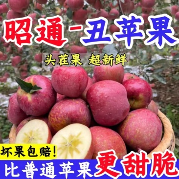 《昭通苹果》丑苹果/红富士苹果/冰糖心/供应电商批发市场