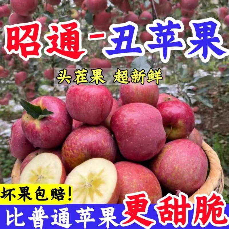 《昭通苹果》丑苹果/红富士苹果/冰糖心/供应电商批发市场