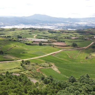丝滑蜜薯（基地、供应链公司承接各类采购）