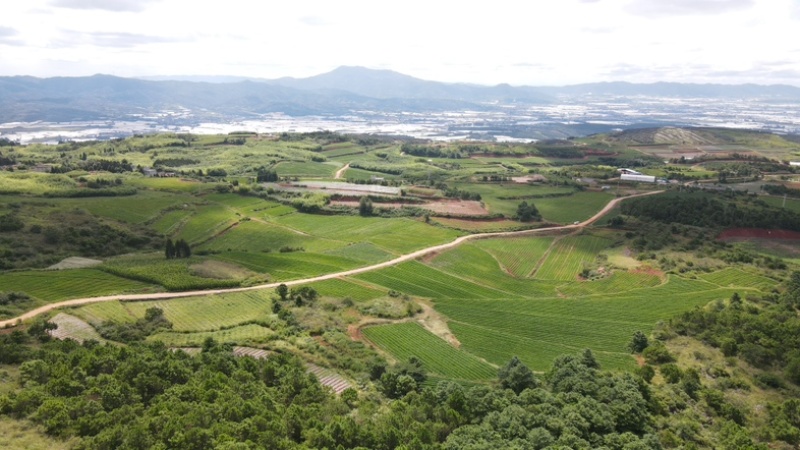 丝滑蜜薯（基地、供应链公司承接各类采购）