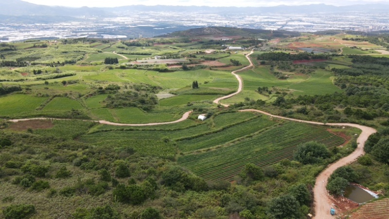 丝滑蜜薯（基地、供应链公司承接各类采购）