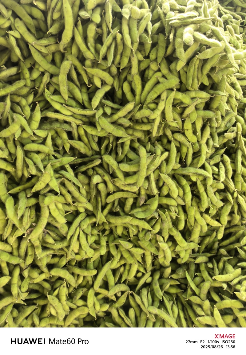 绿宝石毛豆