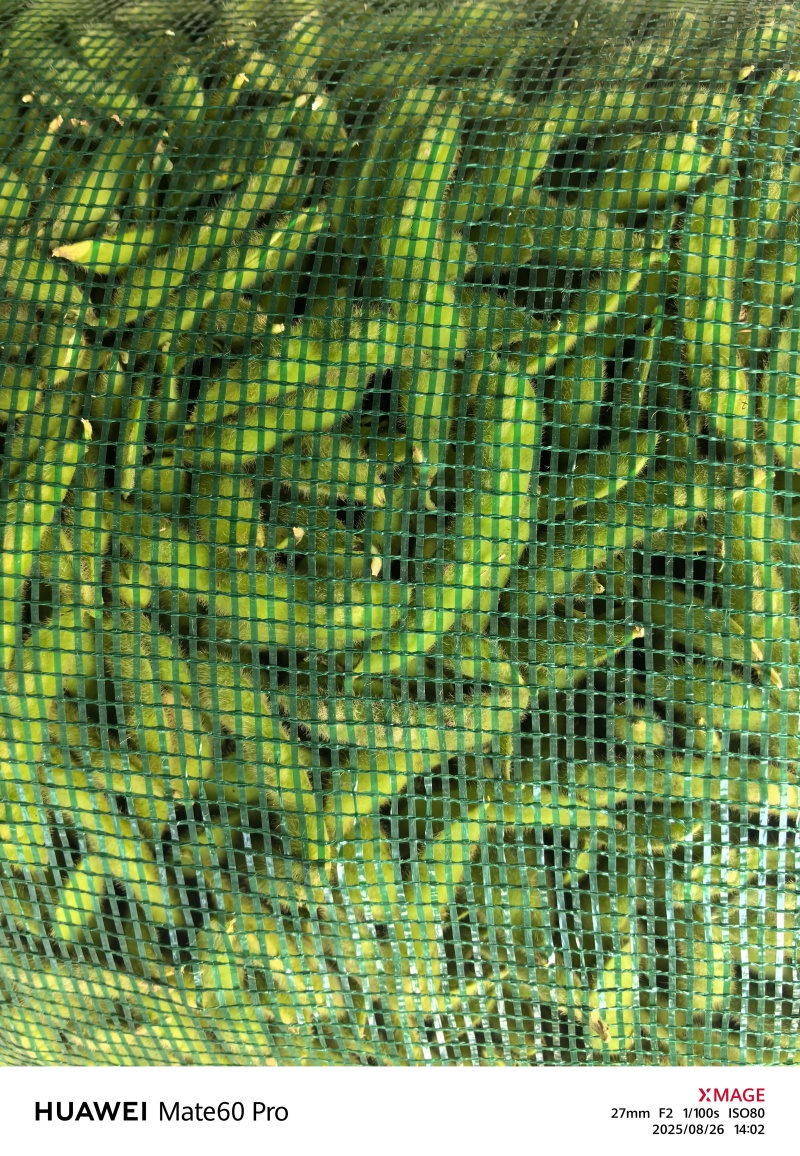绿宝石毛豆