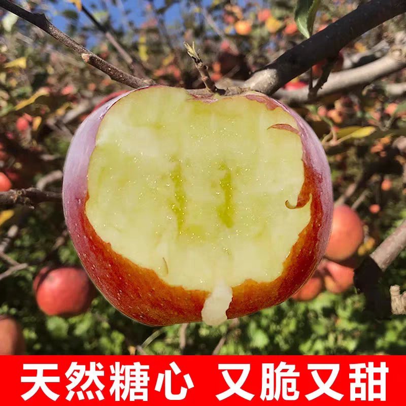 《昭通苹果》丑苹果/红富士苹果/冰糖心/供应电商批发市场