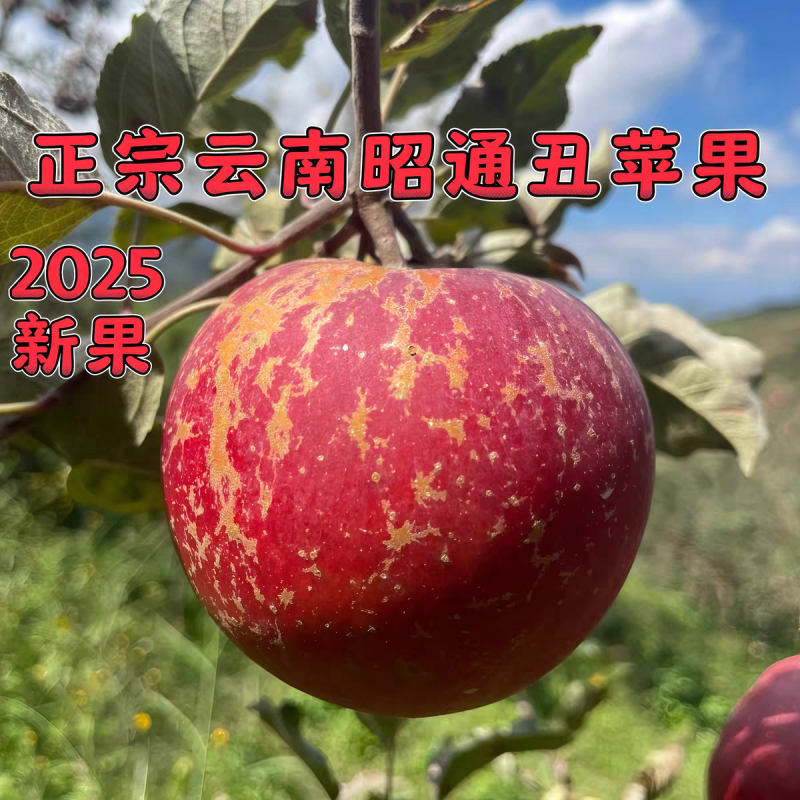 《昭通苹果》丑苹果/红富士苹果/冰糖心/供应电商批发市场