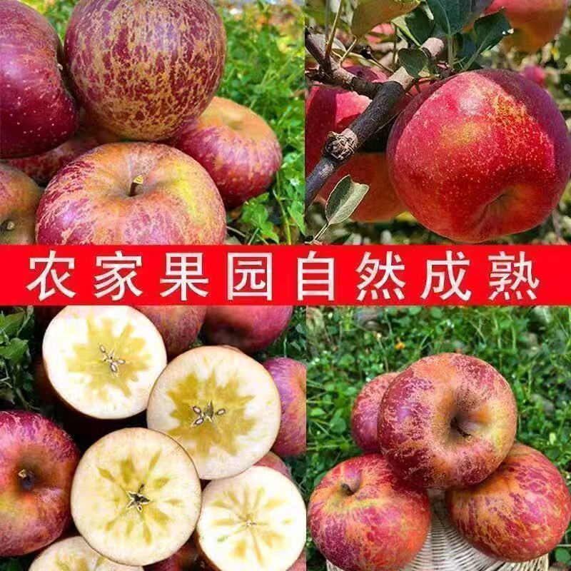 《昭通苹果》丑苹果/红富士苹果/冰糖心/供应电商批发市场