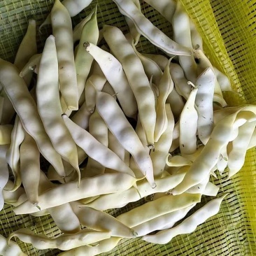 东北特产黄金钩豆角