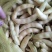东北特产黄金钩豆角