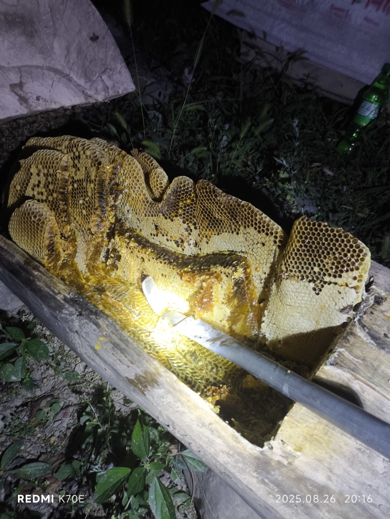 【精品】土蜂蜜每年只采一次物美价廉供应全国欢迎咨询下单