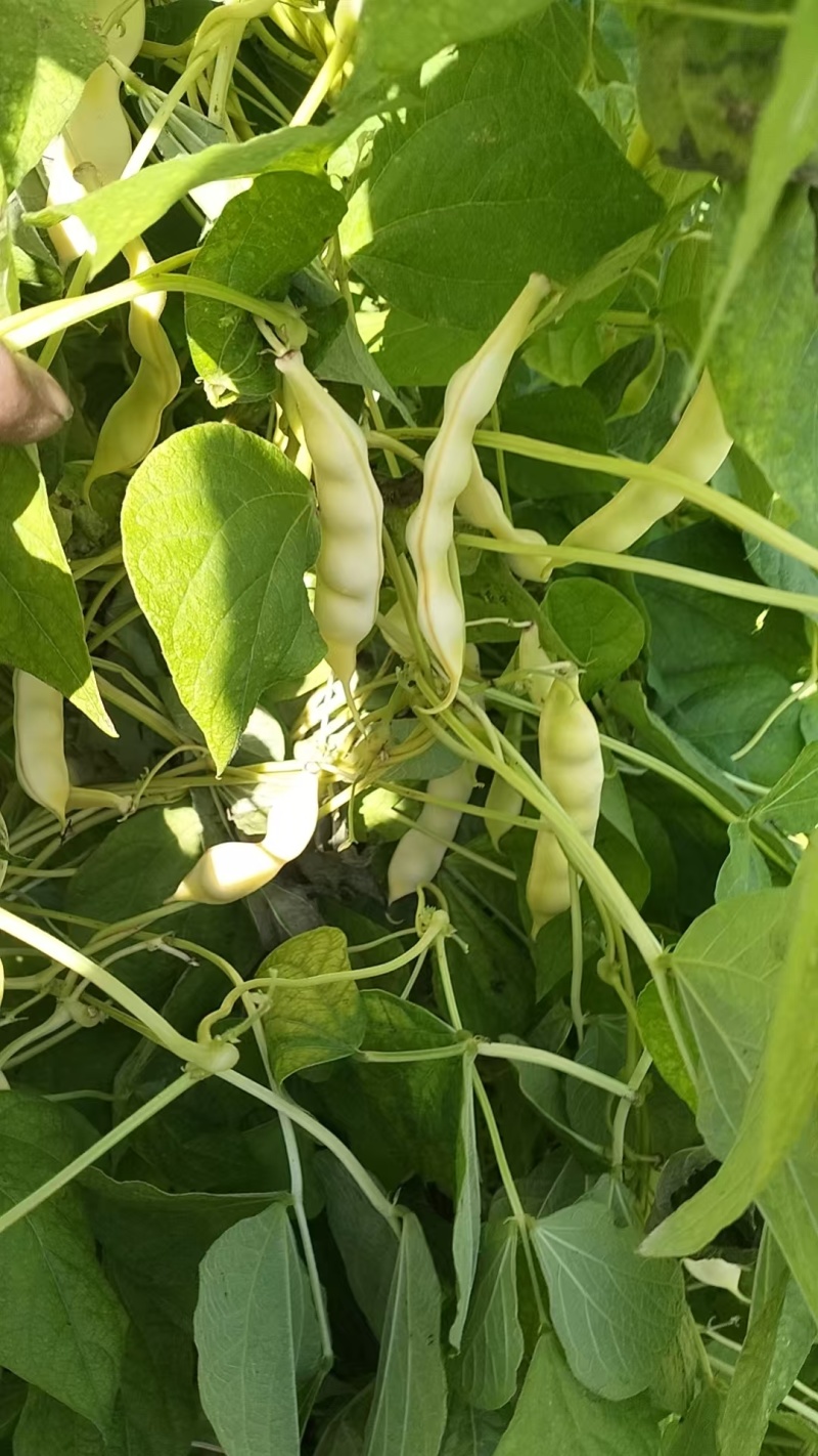 东北特产黄金钩豆角