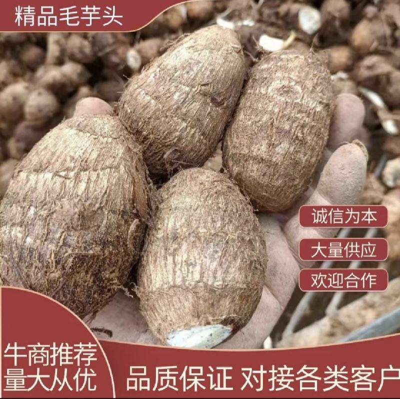 【诚信商家】毛芋头产地供应一手货源对接市场电商